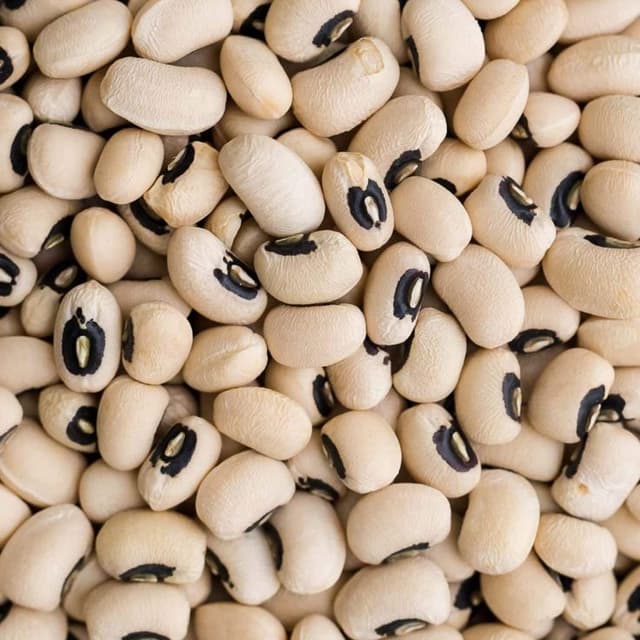 bolboli